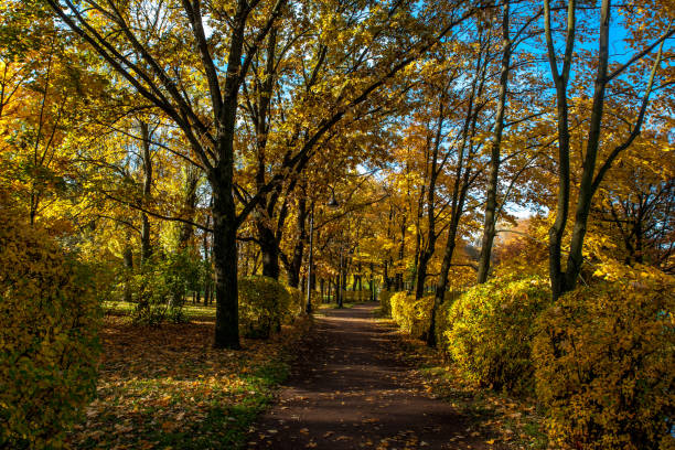 istock Beautiful autumn colors in the park 1062670454