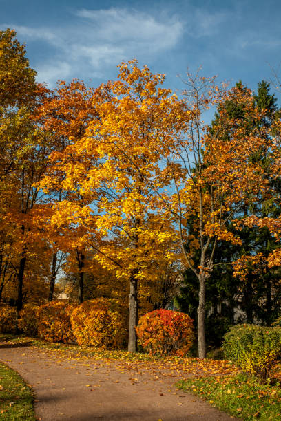 istock Beautiful autumn colors in the park 1062670542