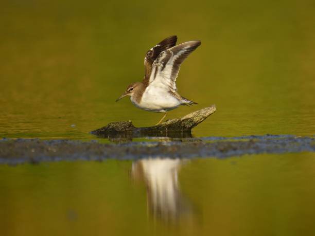 istock Adult common sandpiper (Actitis hypoleucos) 1062670554