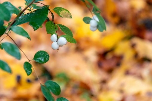 Fruits of the snowberry on a branch under the rain on a blurred background of autumn leaves