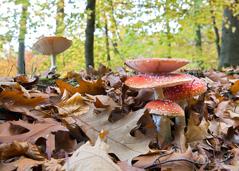 Fly agarics in the forest between oak leaves