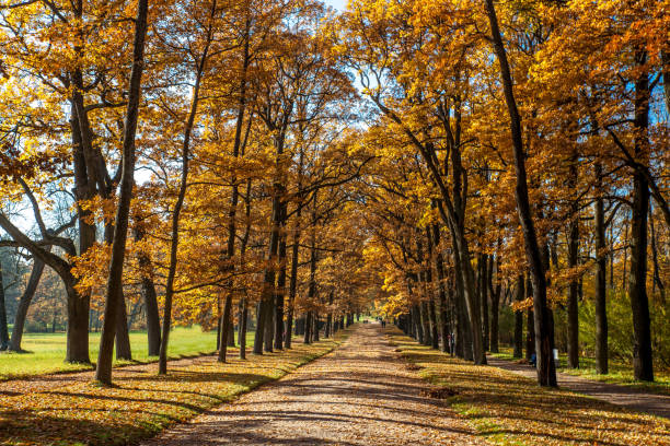 istock Beautiful autumn colors in the park 1062672972