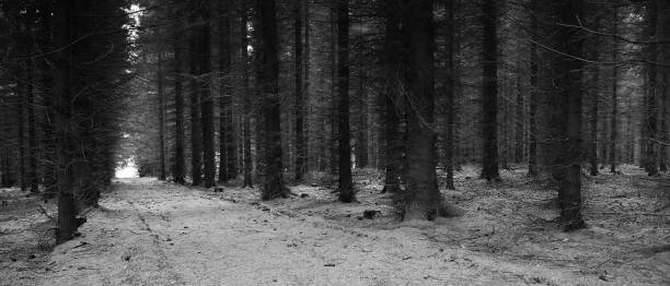istock Forest in Schwarzwassetal in german Ore mountains on 20th october 2018 1062674352