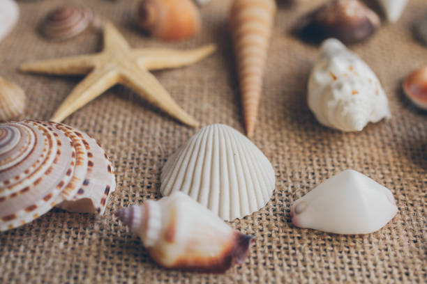 istock Macro view of seashells and starfish, many different seashells as texture and background for designers. 1062676630