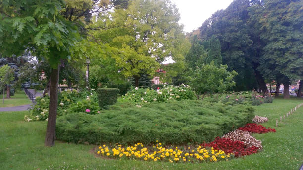 istock Green grass and multicolored garden flowers on it, Brasov 1062678812