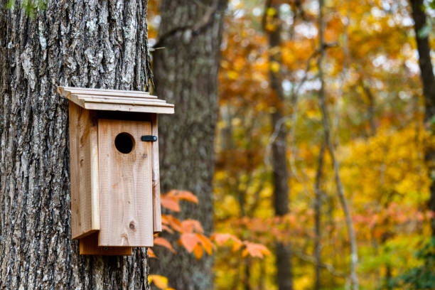 A birdhouse is perched on a tree branch. The birdhouse is green and has a white trim. The tree is full of leaves, and the leaves are changing colors. The scene is peaceful and serene