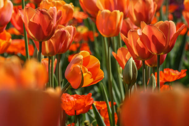 red tulips with water drops on a field of red tulips