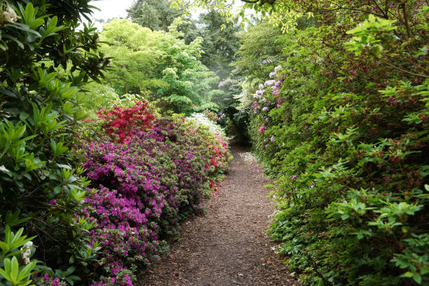 istock The path between the bushes and flowers 1062693026