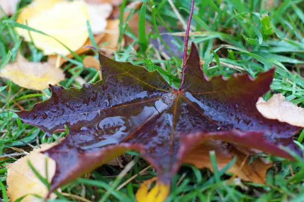 The maple leaf fell on the grass and got wet