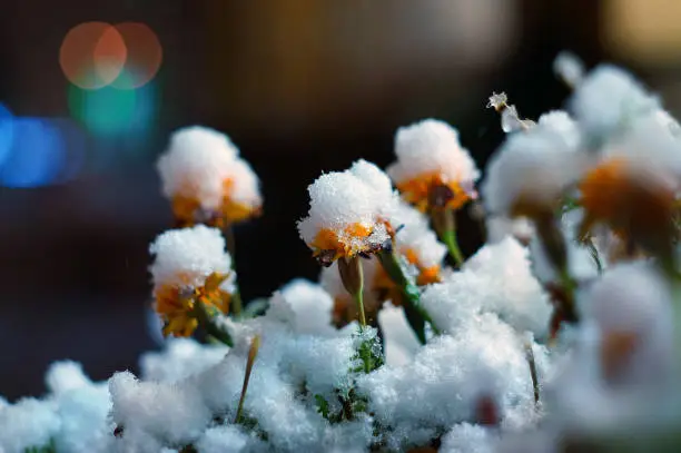 Flowers are covered with the first snow. Photographed at night in the city.