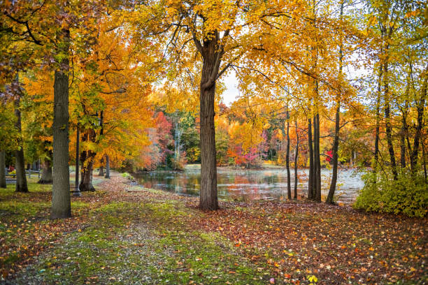 A trail surrounded by vibrant Fall colors around Holiday Lake in Manalapan New Jersey.