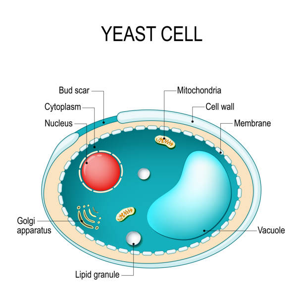 Cross section of a yeast cell. Structure of fungus cell. Cross section of a yeast cell. Structure of fungal cell. Vector diagram for educational, biological, and science use yeast cells stock illustrations