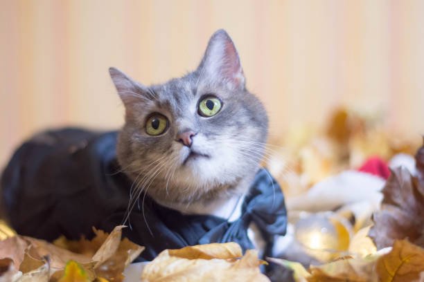 istock Close-Up Portrait Of Cat 1062703418