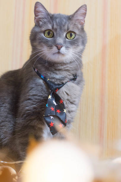 istock Portrait Of Cat 1062705702