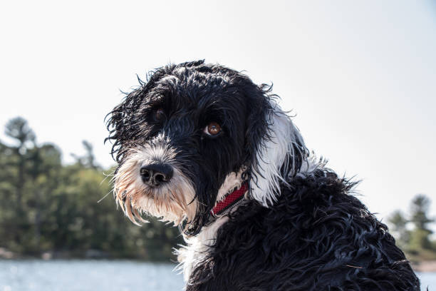cute black and white Portuguese Water Dog looking back