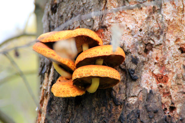 istock Pholiota aurivella mushrooms on tree trunk 1062708642