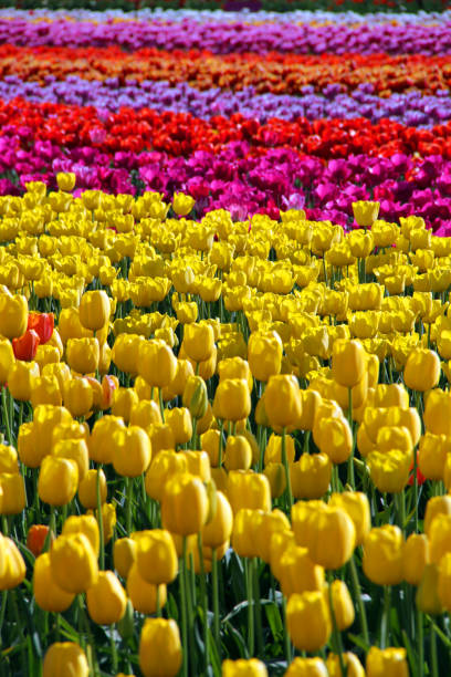 istock Flowers of Color 1062710830