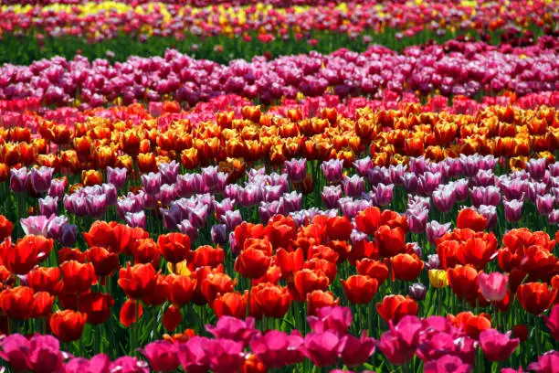 Tulips in bloom in the Fraser Valley of British Columbia