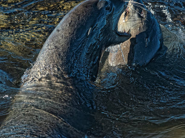 istock Sea Lions at Play 1062712152