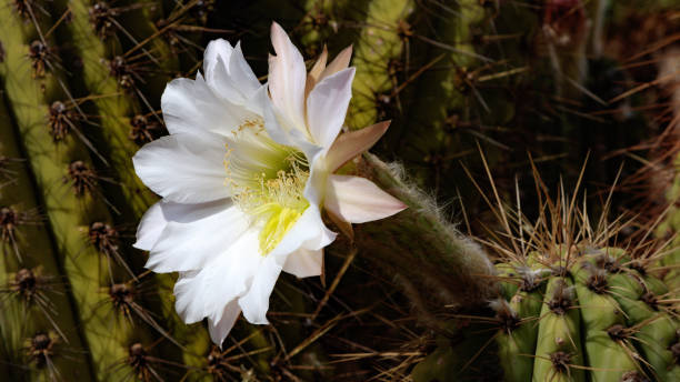 istock White blossom of cereus cactus 1062723014