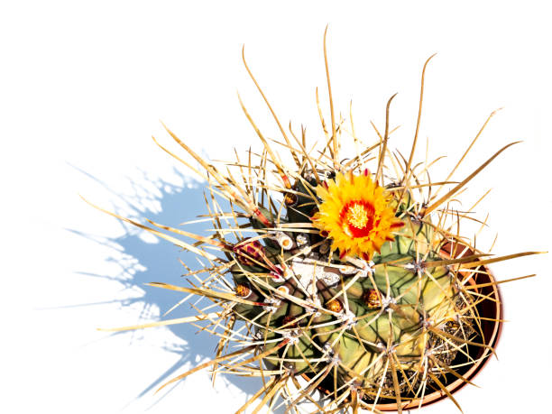 istock Ferocactus rectispinus with blossom and long needles, top view 1062724490
