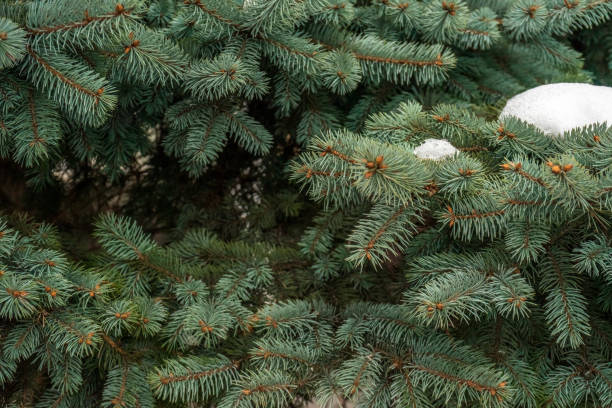 istock Fluffy fir tree closeup. Christmas wallpaper concept 1062727084