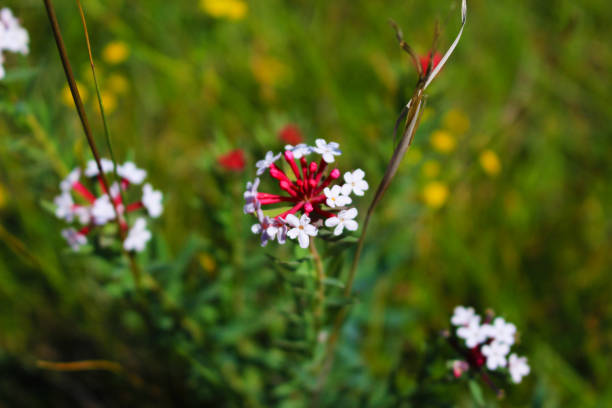 istock Beautiful Flower Closeup 1062728510