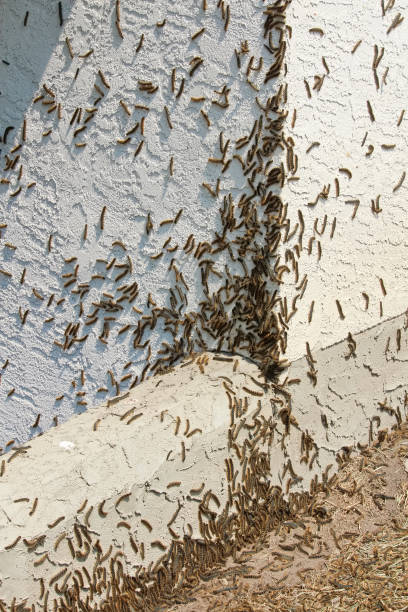 istock Forest Tent Caterpillars climb over a house during an outbreak 1062741654
