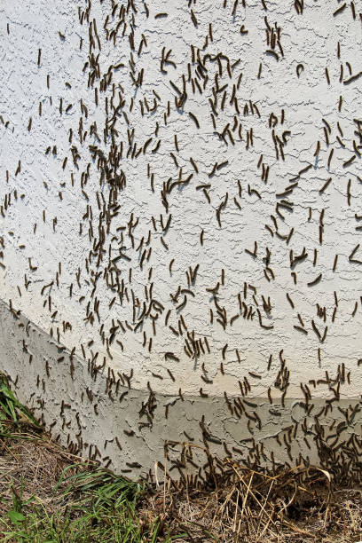 istock Forest Tent Caterpillars climb over a house during an outbreak 1062741734