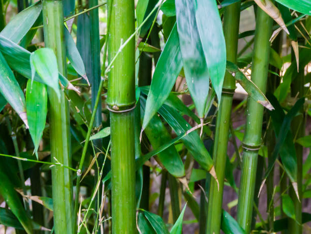 istock green bamboo in macro close up natural chinese nature background texture 1062745162