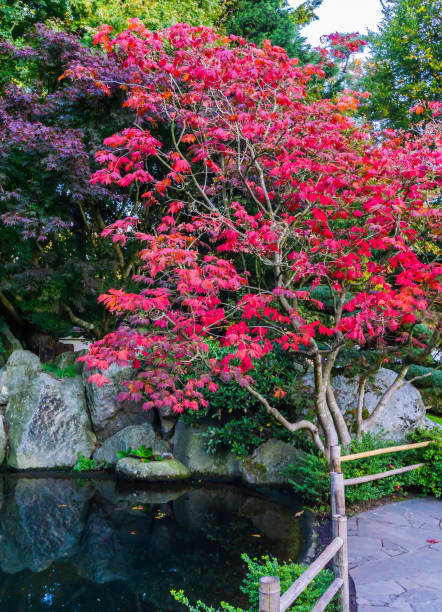 niesamowite piękne japońskie klon z czerwonymi liśćmi w krajobrazie wodnym z skałami jesiennego sezonu spokojnego tła - japanese maple leaf water japan zdjęcia i obrazy z banku zdjęć