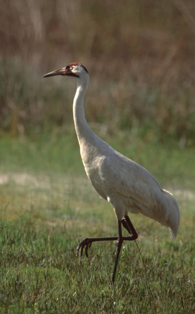Whooping Crane (Grus Americana) Whooping Crane (Grus Americana). Photographed by acclaimed wildlife photographer and writer, Dr. William J. Weber. whooping crane stock pictures, royalty-free photos & images