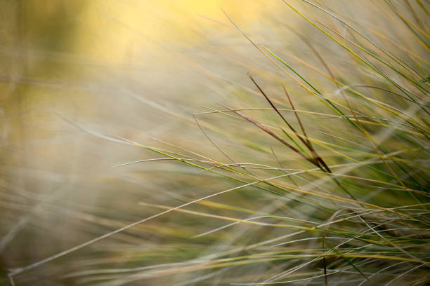 istock Bright autumn mood with golden textures 1062749638