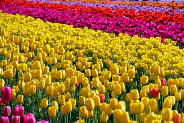 istock Flowers Across the Field 1062749642
