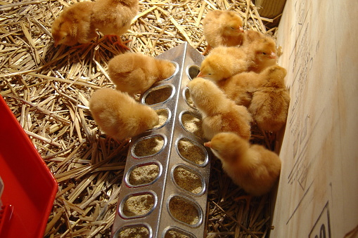 A group of baby chicks eating chicken feed in a brooder on a farm.  Soft fuzzy chicks barely a week old.  The bedding in the brooder is straw.
