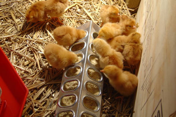 детские птенцы в brooder едят куриные корма на ферме - brooder стоковые фото и изображения