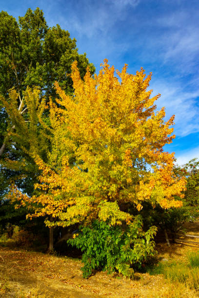 Autumn Golden Foliage stock photo