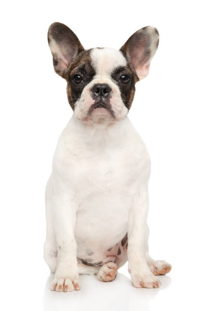 istock French bulldog on white background 1062763190