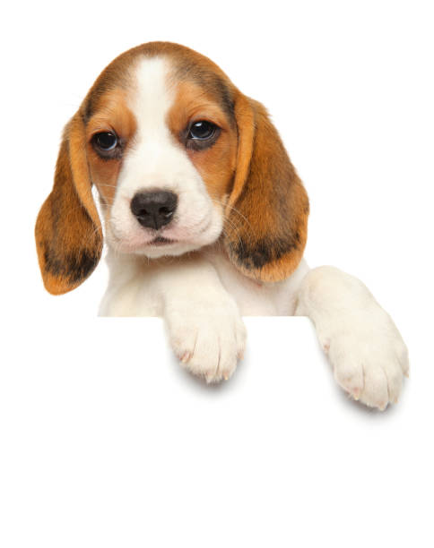 istock Beagle puppy above banner 1062763208