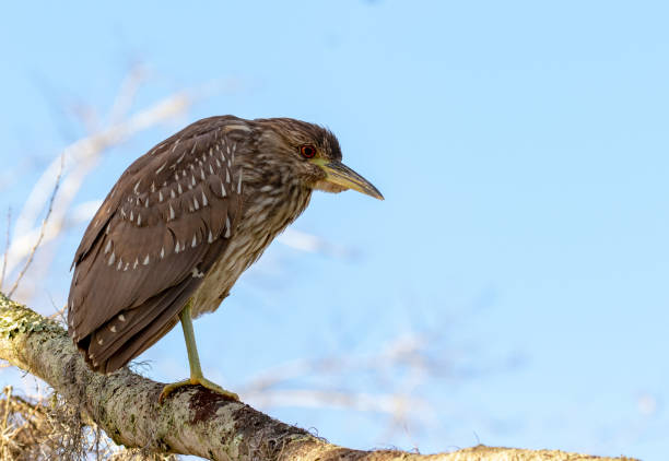 Juvenile Yellow-crowned Night Heron
