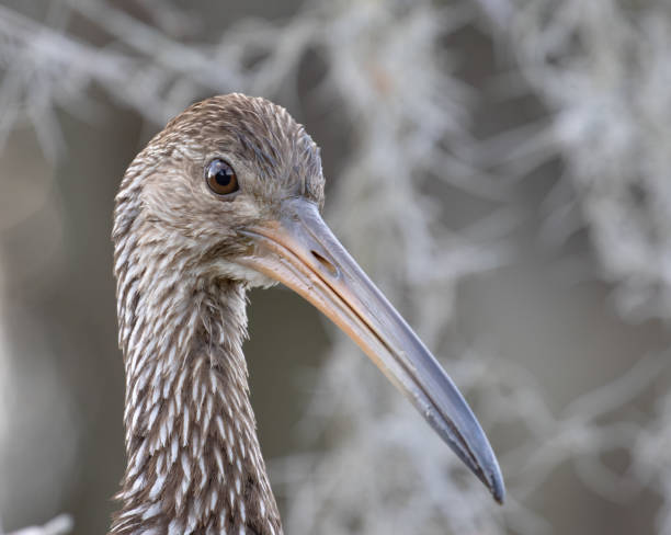 limpkin profil - bookeh stock-fotos und bilder