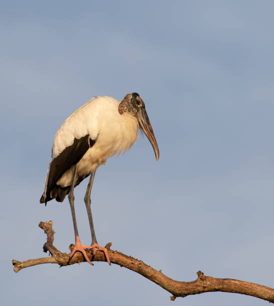 istock American Woodstork 1062768422