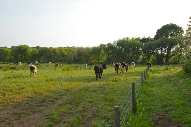 istock Herd of Cattle at Sunset 1062769868