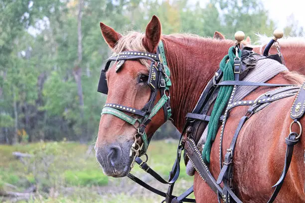 Photo of A horse looking back while harnessed up