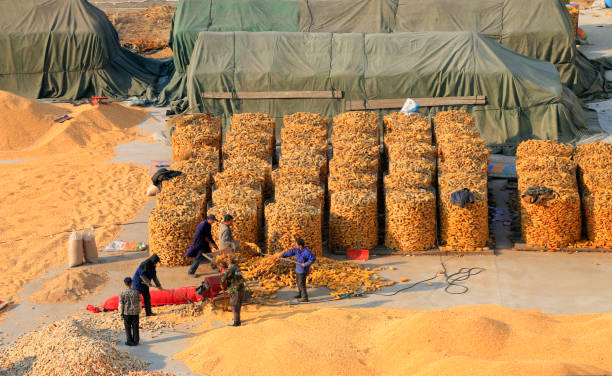 la ciudad de tangshan - 02 de marzo de 2016: los agricultores fueron secando maíz en la ciudad de tangshan, hebei, china "n - trilla fotografías e imágenes de stock