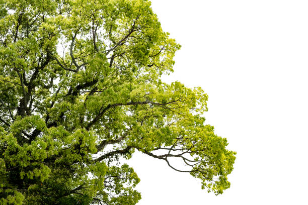 Louisville, CO, USA- June 6,2024: A close up of the leaf of a Heritage-Oak Tree.  The Image may be used for Nature scenics or Backgrounds.