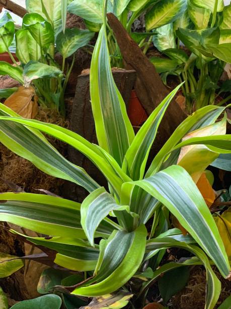 istock Tropical plants in the jungle 1062774908