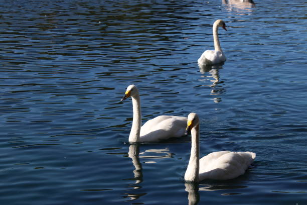 istock Swan birds swimming on blue reflecting water lake. 1062779304