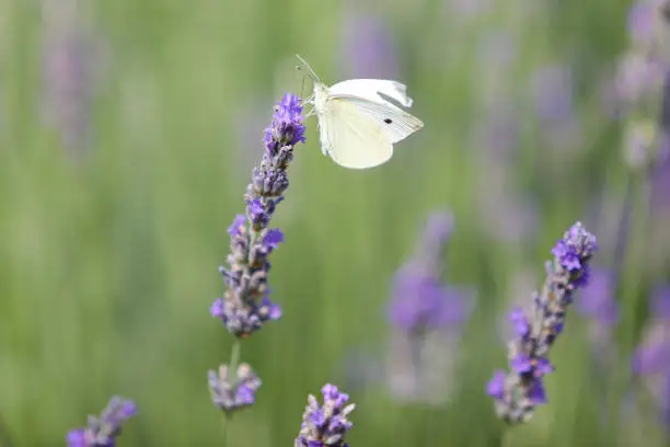 White butterfly closeup