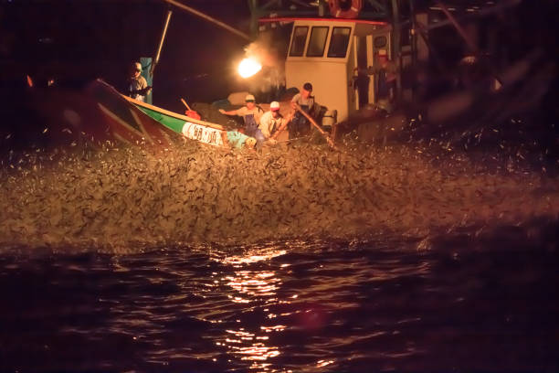 A traditional method of catching Japanese scaled sardines (Sardinella zunasi) was formally recognized as a cultural heritage asset in Taiwan in 2015. This year, tourists are being offered a chance to experience the annual harvest up close.\n\nSulfuric fire fishing involves the use of sulfur, a resource abundant in northern Taiwan, to produce fire from the gas produced when it comes into contact with water. Boat crews use the fire to attract the fish and corral them close to the shore. Scoop nets are used to catch the sardines, which are prized in Japanese and Taiwanese cuisine.\n\nBy 2013, only four boats were still using this traditional method. The spectacle attracted photographers and onlookers. Concerns were raised that the tradition was dying out.
